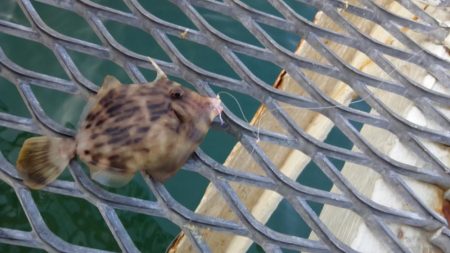 アジは好調（但しサイズはあともうちょっと）…